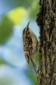 Kratkoprsti_plezalcek_Certhia_brachydactyla_Drevesni_plezalcki_Certhiidae_03.jpg