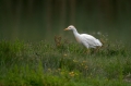 Ime datoteke=Kravja_caplja_Bubulcus_ibis_Caplje_Ardeidae_05.jpg
Velikost datoteke=229KB
Dimenzija=950x633
Datum objave=22.05.2015 Kravja_caplja_Bubulcus_ibis_Caplje_Ardeidae_05.jpg