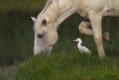 Ime datoteke=Kravja_caplja_Bubulcus_ibis_Caplje_Ardeidae_06.jpg
Velikost datoteke=308KB
Dimenzija=1000x667
Datum objave=14.06.2015 Kravja_caplja_Bubulcus_ibis_Caplje_Ardeidae_06.jpg