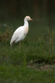 Ime datoteke=Kravja_caplja_Bubulcus_ibis_Caplje_Ardeidae_07.jpg
Velikost datoteke=230KB
Dimenzija=600x900
Datum objave=02.05.2015 Kravja_caplja_Bubulcus_ibis_Caplje_Ardeidae_07.jpg