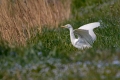 Ime datoteke=Kravja_caplja_Bubulcus_ibis_Caplje_Ardeidae_09.jpg
Velikost datoteke=225KB
Dimenzija=900x600
Datum objave=28.01.2016 Kravja_caplja_Bubulcus_ibis_Caplje_Ardeidae_09.jpg