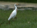 Ime datoteke=Kravja_caplja_Bubulcus_ibis_Caplje_Ardeidae_13.jpg
Velikost datoteke=284KB
Dimenzija=950x713
Datum objave=06.12.2016 Kravja_caplja_Bubulcus_ibis_Caplje_Ardeidae_13.jpg