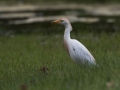 Ime datoteke=Kravja_caplja_Bubulcus_ibis_Caplje_Ardeidae_15.jpg
Velikost datoteke=211KB
Dimenzija=900x675
Datum objave=09.04.2017 Kravja_caplja_Bubulcus_ibis_Caplje_Ardeidae_15.jpg