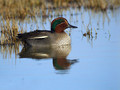 Ime datoteke=Kreheljc_Eurasien_teal_11.jpg
Velikost datoteke=134KB
Dimenzija=800x600
Datum objave=23.05.2010 Kreheljc_Eurasien_teal_11.jpg
