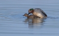 Ime datoteke=Kreheljc_Eurasien_teal_14.jpg
Velikost datoteke=208KB
Dimenzija=900x561
Datum objave=09.04.2017 Kreheljc_Eurasien_teal_14.jpg