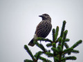 Ime datoteke=Krekovt_Nutcracker_Nucifraga_caryocatactes_Vrani_Corvidae_02.jpg
Velikost datoteke=136KB
Dimenzija=800x600
Datum objave=03.02.2010 Krekovt_Nutcracker_Nucifraga_caryocatactes_Vrani_Corvidae_02.jpg