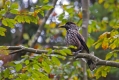 Ime datoteke=Krekovt_Nutcracker_Nucifraga_caryocatactes_Vrani_Corvidae_03.jpg
Velikost datoteke=323KB
Dimenzija=1000x667
Datum objave=12.01.2014 Krekovt_Nutcracker_Nucifraga_caryocatactes_Vrani_Corvidae_03.jpg