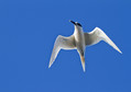 Ime datoteke=Kricava_cigra_Sandwich_tern_06.jpg
Velikost datoteke=131KB
Dimenzija=850x601
Datum objave=07.02.2011 Kricava_cigra_Sandwich_tern_06.jpg