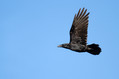Ime datoteke=Krokar_Raven_Corvus_corax_03.jpg
Velikost datoteke=140KB
Dimenzija=800x533
Datum objave=29.11.2010 Krokar_Raven_Corvus_corax_03.jpg