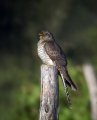 Ime datoteke=Kukavica_Common_cuckoo_11.jpg
Velikost datoteke=277KB
Dimenzija=649x800
Datum objave=28.05.2014 Kukavica_Common_cuckoo_11.jpg