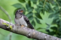 Ime datoteke=Kukavica_Common_cuckoo_14.jpg
Velikost datoteke=294KB
Dimenzija=950x633
Datum objave=28.01.2016 Kukavica_Common_cuckoo_14.jpg