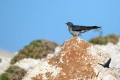 Ime datoteke=Kukavica_Common_cuckoo_15.jpg
Velikost datoteke=206KB
Dimenzija=900x600
Datum objave=26.02.2016 Kukavica_Common_cuckoo_15.jpg