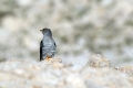 Ime datoteke=Kukavica_Common_cuckoo_16.jpg
Velikost datoteke=231KB
Dimenzija=900x600
Datum objave=05.03.2016 Kukavica_Common_cuckoo_16.jpg