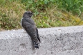 Ime datoteke=Kukavica_Common_cuckoo_24.jpg
Velikost datoteke=413KB
Dimenzija=950x633
Datum objave=24.09.2017 Kukavica_Common_cuckoo_24.jpg