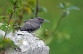 Ime datoteke=Kukavica_Common_cuckoo_27.jpg
Velikost datoteke=249KB
Dimenzija=950x633
Datum objave=11.08.2018 Kukavica_Common_cuckoo_27.jpg