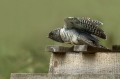 Ime datoteke=Kukavica_Common_cuckoo_28.jpg
Velikost datoteke=264KB
Dimenzija=950x633
Datum objave=02.05.2018 Kukavica_Common_cuckoo_28.jpg