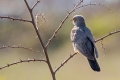 Ime datoteke=Kukavica_Common_cuckoo_29.jpg
Velikost datoteke=190KB
Dimenzija=900x600
Datum objave=29.06.2017 Kukavica_Common_cuckoo_29.jpg