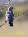 Ime datoteke=Kukavica_Common_cuckoo_31.jpg
Velikost datoteke=209KB
Dimenzija=675x900
Datum objave=14.12.2017 Kukavica_Common_cuckoo_31.jpg