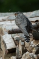 Ime datoteke=Kukavica_Common_cuckoo_33.jpg
Velikost datoteke=286KB
Dimenzija=600x900
Datum objave=14.12.2017 Kukavica_Common_cuckoo_33.jpg