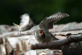 Ime datoteke=Kukavica_Common_cuckoo_34.jpg
Velikost datoteke=260KB
Dimenzija=1000x667
Datum objave=16.11.2018 Kukavica_Common_cuckoo_34.jpg