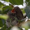 Ime datoteke=Kukavica_Common_cuckoo_39.jpg
Velikost datoteke=270KB
Dimenzija=750x750
Datum objave=22.11.2018 Kukavica_Common_cuckoo_39.jpg