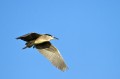 Kvakac_Night_heron_013.jpg