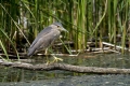 Ime datoteke=Kvakac_Night_heron_015~0.jpg
Velikost datoteke=399KB
Dimenzija=900x600
Datum objave=21.08.2013 Kvakac_Night_heron_015~0.jpg