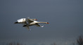 Ime datoteke=Labod_grbec_Mute_swan_Cygnus_olor_Plovci_Anatidae_10.jpg
Velikost datoteke=144KB
Dimenzija=800x439
Datum objave=02.05.2010 Labod_grbec_Mute_swan_Cygnus_olor_Plovci_Anatidae_10.jpg
