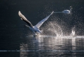 Ime datoteke=Labod_grbec_Mute_swan_Cygnus_olor_Plovci_Anatidae_13.jpg
Velikost datoteke=361KB
Dimenzija=1000x667
Datum objave=15.12.2015 Labod_grbec_Mute_swan_Cygnus_olor_Plovci_Anatidae_13.jpg