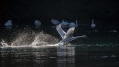 Ime datoteke=Labod_grbec_Mute_swan_Cygnus_olor_Plovci_Anatidae_16.jpg
Velikost datoteke=246KB
Dimenzija=1000x563
Datum objave=14.07.2016 Labod_grbec_Mute_swan_Cygnus_olor_Plovci_Anatidae_16.jpg