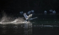 Ime datoteke=Labod_grbec_Mute_swan_Cygnus_olor_Plovci_Anatidae_19.jpg
Velikost datoteke=234KB
Dimenzija=1000x597
Datum objave=12.04.2017 Labod_grbec_Mute_swan_Cygnus_olor_Plovci_Anatidae_19.jpg