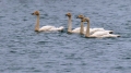 Ime datoteke=Labod_pevec_Whooper_swan_05.jpg
Velikost datoteke=217KB
Dimenzija=900x506
Datum objave=03.03.2021 Labod_pevec_Whooper_swan_05.jpg
