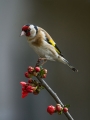 Liscek_Goldfinch_12.jpg