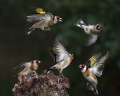 Liscek_Goldfinch_Carduelis_chloris_Scinkavci_Fringillidae_30.jpg