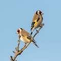 Liscek_Goldfinch_Carduelis_chloris_Scinkavci_Fringillidae_50.jpg