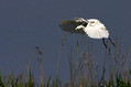 Ime datoteke=Mala_bela_caplja_Egretta_garzetta_25.jpg
Velikost datoteke=170KB
Dimenzija=800x533
Datum objave=14.12.2009 Mala_bela_caplja_Egretta_garzetta_25.jpg