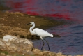 Mala_bela_caplja_Egretta_garzetta_29.jpg