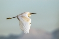 Mala_bela_caplja_Egretta_garzetta_38.jpg