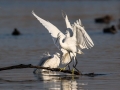 Mala_bela_caplja_Egretta_garzetta_50.jpg