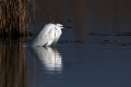 Mala_bela_caplja_Egretta_garzetta_55.jpg