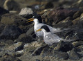 Mala_cigra_Little_tern_06.jpg
