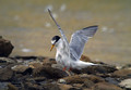 Ime datoteke=Mala_cigra_Little_tern_07.jpg
Velikost datoteke=125KB
Dimenzija=800x555
Datum objave=02.01.2010 Mala_cigra_Little_tern_07.jpg