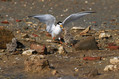 Ime datoteke=Mala_cigra_Little_tern_09.jpg
Velikost datoteke=123KB
Dimenzija=800x533
Datum objave=24.07.2010 Mala_cigra_Little_tern_09.jpg