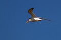 Ime datoteke=Mala_cigra_Little_tern_10.jpg
Velikost datoteke=144KB
Dimenzija=800x533
Datum objave=01.08.2010 Mala_cigra_Little_tern_10.jpg