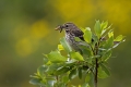 Ime datoteke=Mala_cipa_Meadow_pipit_07.jpg
Velikost datoteke=285KB
Dimenzija=900x600
Datum objave=12.04.2017 Mala_cipa_Meadow_pipit_07.jpg