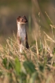 Ime datoteke=Mala_podlasica_Mustela_nivalis__Linnaeus_Least_weasel_02.jpg
Velikost datoteke=240KB
Dimenzija=600x900
Datum objave=07.01.2016 Mala_podlasica_Mustela_nivalis__Linnaeus_Least_weasel_02.jpg
