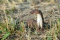 Mala_podlasica_Mustela_nivalis__Linnaeus_Least_weasel_03.jpg