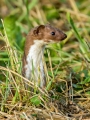 Ime datoteke=Mala_podlasica_Mustela_nivalis__Linnaeus_Least_weasel_05.jpg
Velikost datoteke=335KB
Dimenzija=675x900
Datum objave=29.09.2016 Mala_podlasica_Mustela_nivalis__Linnaeus_Least_weasel_05.jpg