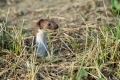Ime datoteke=Mala_podlasica_Mustela_nivalis__Linnaeus_Least_weasel_06.jpg
Velikost datoteke=332KB
Dimenzija=900x600
Datum objave=03.02.2017 Mala_podlasica_Mustela_nivalis__Linnaeus_Least_weasel_06.jpg