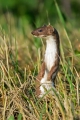 Ime datoteke=Mala_podlasica_Mustela_nivalis__Linnaeus_Least_weasel_09.jpg
Velikost datoteke=278KB
Dimenzija=600x900
Datum objave=29.10.2018 Mala_podlasica_Mustela_nivalis__Linnaeus_Least_weasel_09.jpg